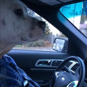 Meet your Posher, Sierra